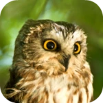 Logo of Owl Sounds android Application 